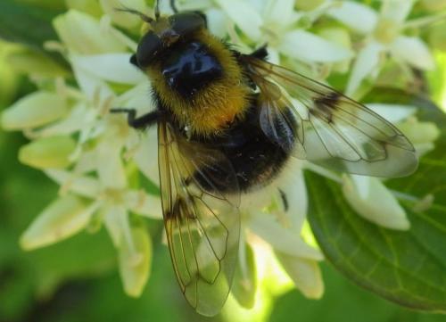 Volucella bombylans